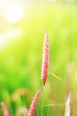 Soft Focus Beautiful grass flowers in natural sunlight Background