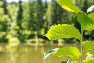 Nettle in closeup