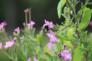 Bumblebee pollinating a pink flower