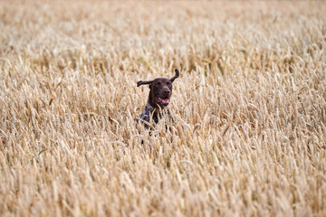 Hunting dog running out of the field.Hunting dog kurthar.