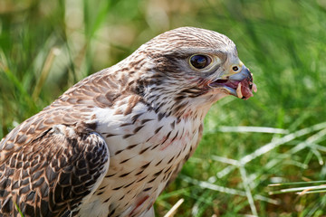 Falcon feeds on the flesh of the captured bird.