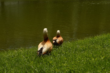 ducks on grass