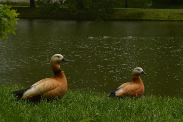 ducks on grass