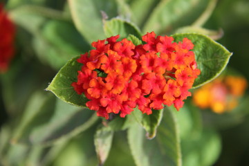 red flower in the garden