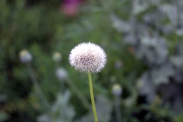 dandelion on background of green grass