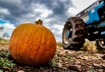 Pumpkin in the patch next to tractor for wagon rides