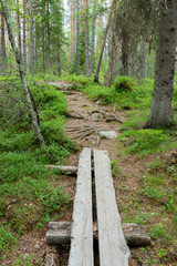 Obraz premium Small duckboard trail in Finnish forest landscape