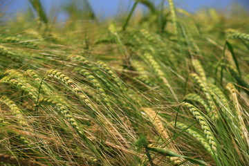 Detail of the Barley Spike