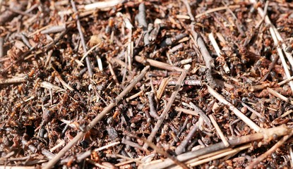ants working on an anthill. nature preservation. ecosystem. teamwork. little insects.