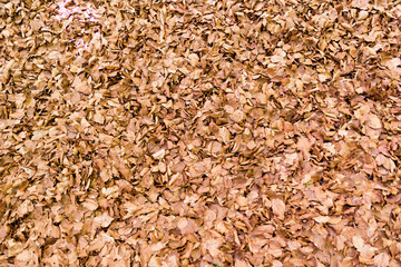 Forest in autumn with fog