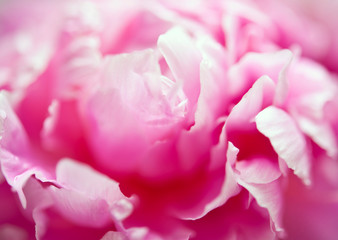 macro of romantic flower pink peony like abstract artistic background 