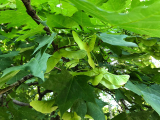 bunch of maple tree seeds with maple tree branch