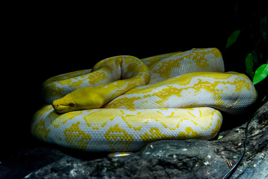 Reticulated Python Albino in the jungle