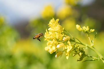 菜の花の蜜を集めるセイヨウミツバチ