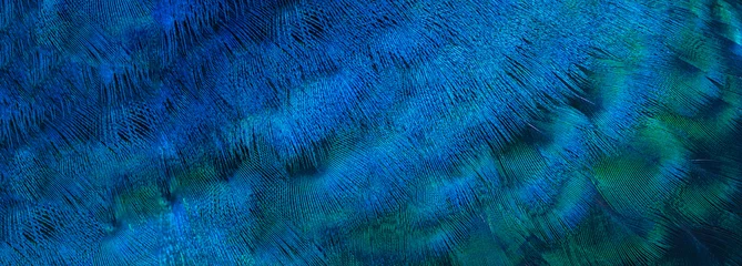 Gordijnen Blue peacock feathers in closeup © chamnan phanthong