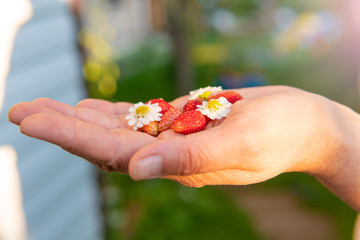 Strawberries on the hand palm with flowers