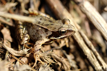 Grenouille au teli