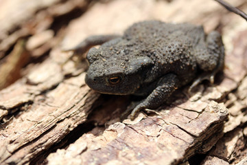 Naklejka premium Crapaud au Teli