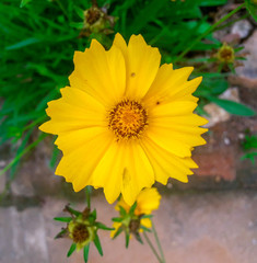 yellow flower in the garden