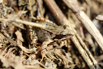 Grenouille au Teli