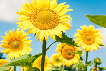 Sunflowers bloom on the field in Kiev region, Ukraine.