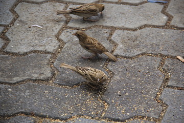sparrow on a rock