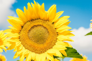 Sunflowers bloom on the field in Kiev region, Ukraine.