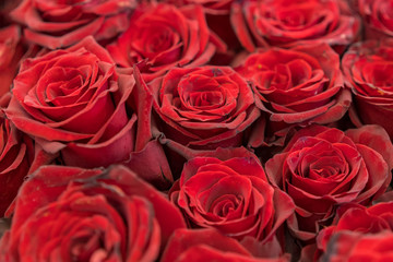 Burgundy roses, bouquet of dark red roses. Red natural roses background. Red roses background. Fresh red and burgundy roses. Red rose buds