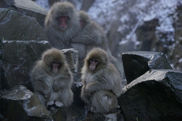 長野県　地獄谷　ニホンサル　スノーモンキー