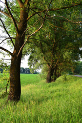 tree in the park