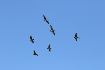 Half a dozen brown pelicans gliding in a blue sky.
