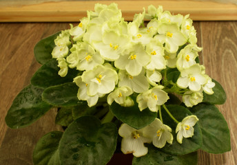 Blooming Violet, beautiful shaggy leaves