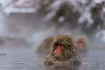 スノーモンキー　温泉に入るニホンザル　長野県　日本