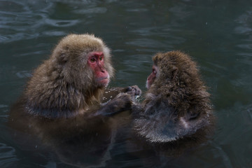 Naklejka premium スノーモンキー 温泉に入るニホンザル 長野県 日本