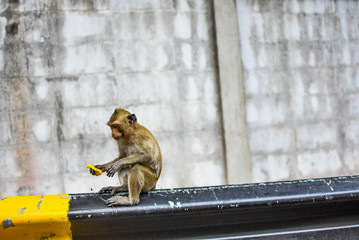  monkey is playing on the waterfront