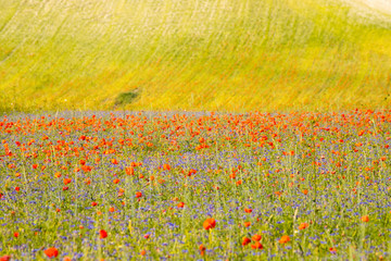 Poppies in bloom in the plain of Castelluccio di Norcia. Apennines, Umbria, Italy