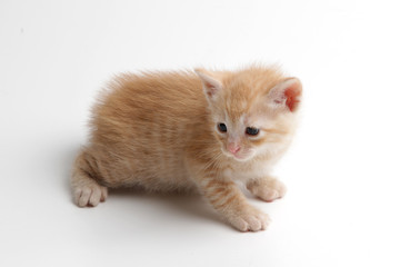 Beautiful brown kitten on a white background