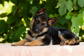 little german shepherd puppy looks