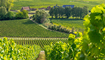 Vineyards in the Rheingau, Hesse, near Ruedesheim in summer
