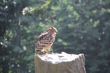 sparrow on rock
