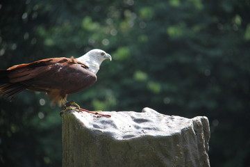 bald eagle