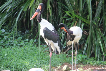 stork in its natural habitat