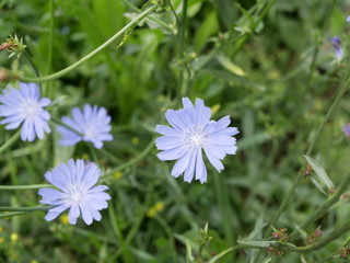 blue flowers of chicory on a Sunny summer day. field flowers. beauty in nature