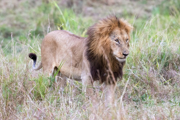 Lions stands in the long grass of the Masai Mara