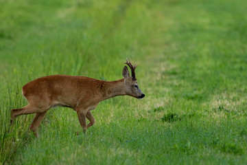 Deer buck walking in field