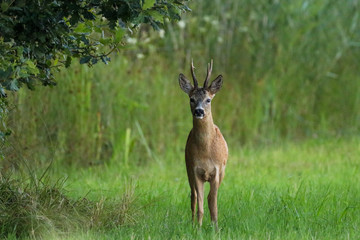 Deer buck standing in field