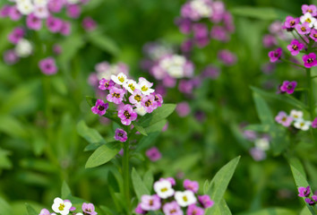 Fototapeta premium purple flowers in the garden