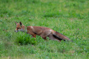 Naklejka na ściany i meble Red fox hunting in grass