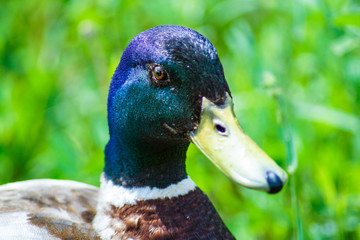 duck in front of lake