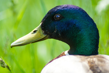 duck on blue background